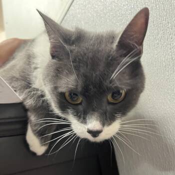 Mimi -  Domestic Short Hair Cat for Adoption in Tampa, Florida - Mimi | PetCurious
