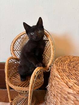 Frack -  Domestic Short Hair Cat for Adoption in Buffalo, New York - Frack | PetCurious