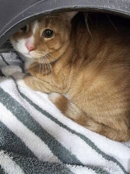 Domestic Short Hair Cats Available for Adoption in Vaughan, Ontario - GARFIELD | PetCurious