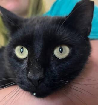 Rescue Domestic Short Hair Cats for Adoption in South Bend, Indiana - Hershey Bar | PetCurious