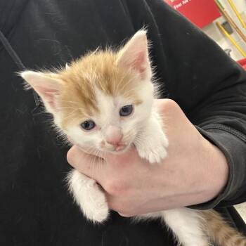 Domestic Long Hair Cats Available for Adoption in Indianapolis, Indiana - Galileo Galilei | PetCurious