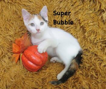 Super Bubble -  Calico Cat for Adoption in St. Augustine, Florida - Super Bubble | PetCurious