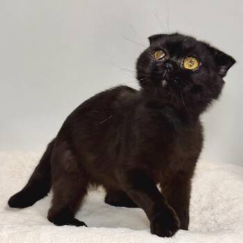 Angus -  Scottish Fold Cat for Adoption in East Hampton, New York - Angus | PetCurious