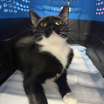 Mila -  Domestic Short Hair Cat for Adoption in New Fairfield, Connecticut - Mila | PetCurious