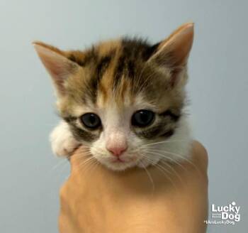 Sara -  Domestic Short Hair Cat for Adoption in Washington, District Of Columbia - Sara | PetCurious