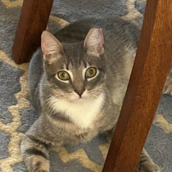 Rescue Domestic Short Hair Cats for Adoption in Merrifield, Virginia - Kimbap Homer | PetCurious