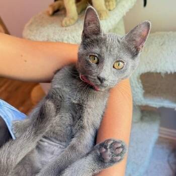 Ariel -  Domestic Short Hair Cat for Adoption in Hudsonville, Michigan - Ariel | PetCurious