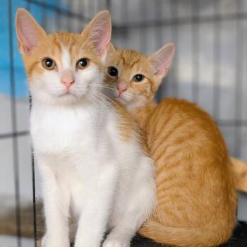 Tigger (bonded with Pooh) -  Domestic Short Hair Cat for Adoption in Reisterstown, Maryland - Tigger (bonded With Pooh) | PetCurious