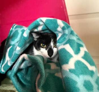 JB -  Domestic Short Hair Cat for Adoption in Everett, Washington - JB | PetCurious