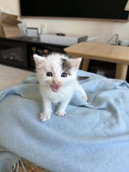 Pizza Planet -  Domestic Short Hair Cat for Adoption in Alexandria, Virginia - Pizza Planet | PetCurious