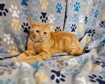 Pigtail -  Domestic Short Hair Cat for Adoption in Wabash, Indiana - Pigtail | PetCurious