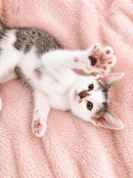 Thor -  American Shorthair Cat for Adoption in Houston, Texas - Thor | PetCurious