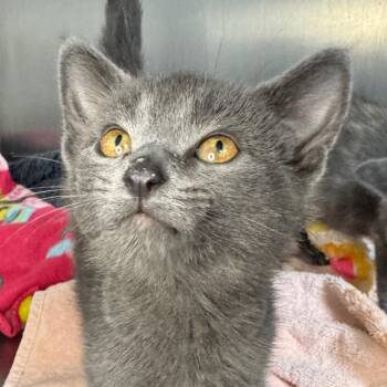 Gia -  American Shorthair Cat for Adoption in Asheville, North Carolina - Gia | PetCurious