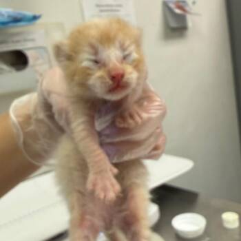 Spongebob -  Domestic Medium Hair Cat for Adoption in Charleston, West Virginia - Spongebob | PetCurious