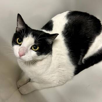 Domestic Short Hair Cats Available for Adoption in Salt Lake City, Utah - Miss Skeeter | PetCurious