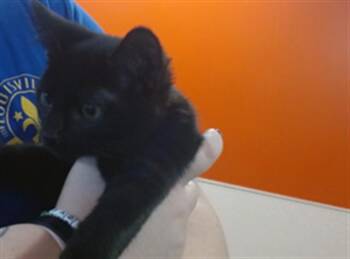 Domestic Short Hair Cats Available for Adoption - RALPH ANGEL | PetCurious