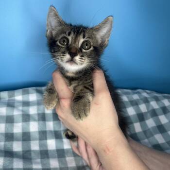 Domestic Short Hair Cats Available for Adoption in San Antonio, Texas - Dopey | PetCurious