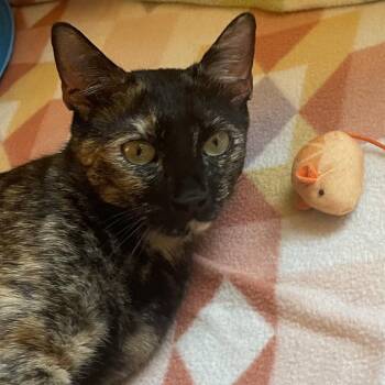 Cleopatra -  American Shorthair Cat for Adoption in Newberg, Oregon - Cleopatra | PetCurious