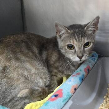 Domestic Short Hair Cats Available for Adoption in Yanceyville, North Carolina - Petal 26-0288 | PetCurious