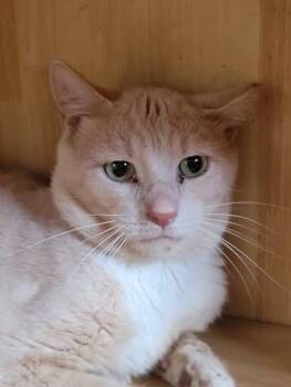 Slinkin Linkin -  Domestic Short Hair Cat for Adoption in Kettering, Ohio - Slinkin Linkin | PetCurious