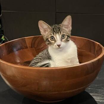 Mississippi (Missy) -  Domestic Short Hair Cat for Adoption in Westminster, California - Mississippi (Missy) | PetCurious