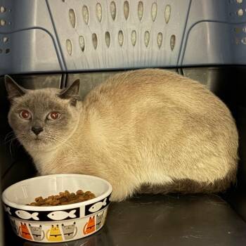 Stray 9/11/26 A65108 -  Domestic Short Hair Cat for Adoption in Keizer, Oregon - Stray 9/11/26 A65108 | PetCurious