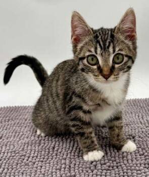 Cinnamon -  Domestic Short Hair Cat for Adoption in Bowling Green, Kentucky - Cinnamon | PetCurious