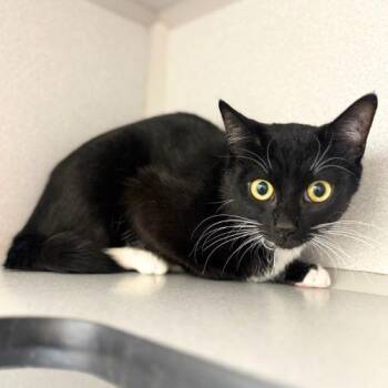 Domestic Short Hair Cats Available for Adoption in Aurora, Colorado - MICHU | PetCurious
