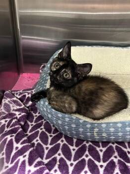 Domestic Short Hair Cats Available for Adoption in Chico, California - Rocky | PetCurious