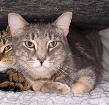 Carson -  Domestic Short Hair Cat for Adoption in Gorham, Maine - Carson | PetCurious