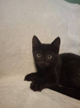 Domestic Short Hair Cats Available for Adoption in West Peoria, Illinois - Bratwurst (black Male) B. | PetCurious
