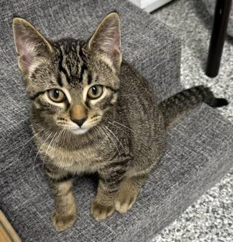 Samuel -  Domestic Short Hair Cat for Adoption in Webster City, Iowa - Samuel | PetCurious