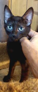 Rescue Domestic Short Hair and Siamese Cats for Adoption in Morganton, North Carolina - Smaug | PetCurious