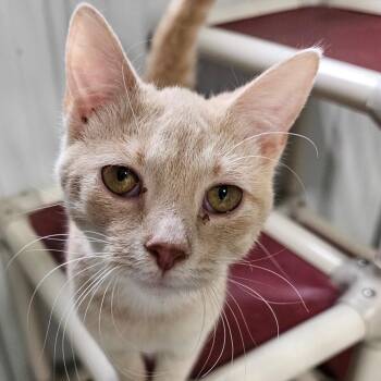 Domestic Short Hair Cats Available for Adoption in Grinnell, Iowa - Tostito | PetCurious