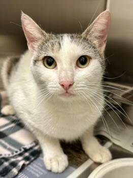 Domestic Short Hair Cats Available for Adoption in Wichita, Kansas - Little Spot | PetCurious