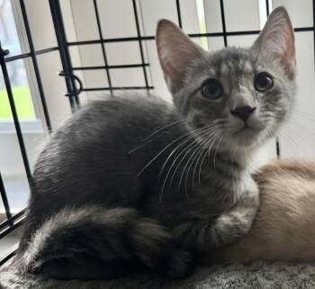 Sandy -  Domestic Short Hair Cat for Adoption in Boca Raton, Florida - Sandy | PetCurious