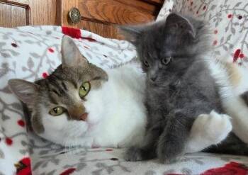 Bella (Hospice Foster) -  Domestic Short Hair Cat for Adoption in Williamsburg, Iowa - Bella (Hospice Foster) | PetCurious