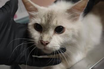 NOODLE -  Domestic Short Hair Cat for Adoption in Columbia, South Carolina - NOODLE | PetCurious