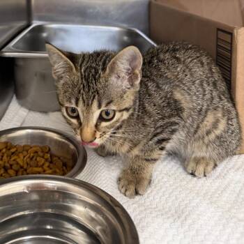 Rosie -  Domestic Short Hair Cat for Adoption in Auburn, Alabama - Rosie | PetCurious