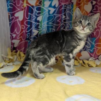 Cleopatra -  Domestic Short Hair Cat for Adoption - Cleopatra | PetCurious