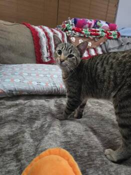 Domestic Short Hair Cats Available for Adoption in Indianapolis, Indiana - RICKY | PetCurious