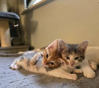 Imara -  Domestic Short Hair Cat for Adoption in Walled Lake, Michigan - Imara | PetCurious