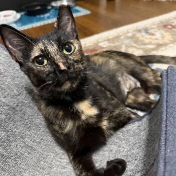 Patches -  Tortoiseshell and Domestic Short Hair Cat for Adoption in UNIVERSITY PA, Maryland - Patches | PetCurious