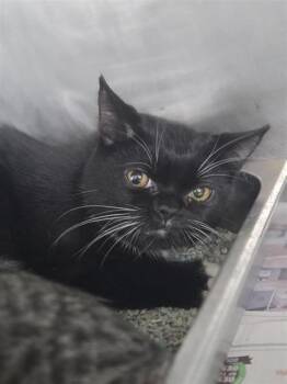 Crue -  Domestic Short Hair Cat for Adoption in Largo, Florida - Crue | PetCurious