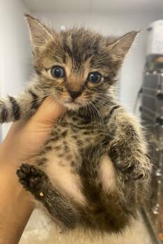 Rescue Domestic Short Hair Cats for Adoption in Lockhart, Texas - Willow | PetCurious