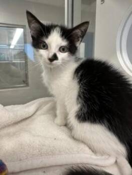 Ginger (ID 52784) -  Domestic Short Hair Cat for Adoption in Manassas, Virginia - Ginger (ID 52784) | PetCurious