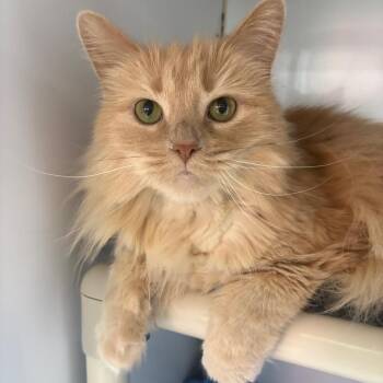 Taz -  Domestic Long Hair Cat for Adoption in Puslinch, Ontario - Taz | PetCurious