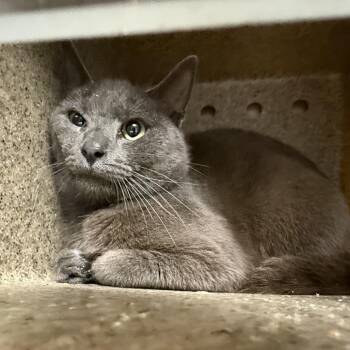 Domestic Short Hair Cats Available for Adoption in Tuscaloosa, Alabama - TUSC-Wildlife-84352 | PetCurious