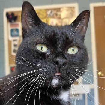 Jack -  Domestic Short Hair Cat for Adoption in Providence, Rhode Island - Jack | PetCurious