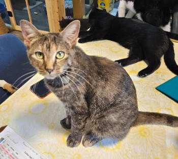 Rescue Domestic Short Hair Cats for Adoption in Rice Lake, Wisconsin - Summer | PetCurious